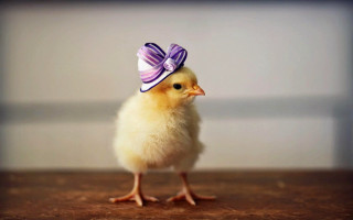 Small yellow chicken purple bow - a purple ribbon free wallpaper