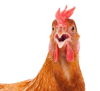 Chicken closeup white background red - ultra realistic digital art free wallpaper