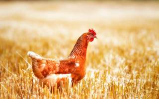 Chicken standing field grass blurry - a blurry background of the grass and the grass free wallpaper