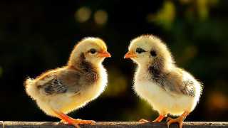 Two chicks wood trees flame - free love wallpaper