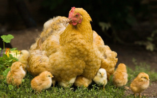 Chickens grass field tree bushes - a tree and bushes free wallpaper