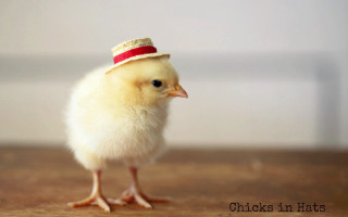 Small chicken hat wooden table - a white wall in the background free wallpaper