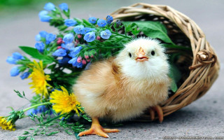 Small chicken basket flowers blue - a sidewalk free wallpaper