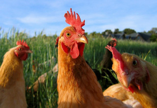 Chickens field grass blue sky - a blue sky in the background free wallpaper for desktop