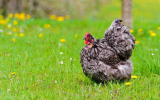 Chicken standing grass red comb - its head free wallpaper