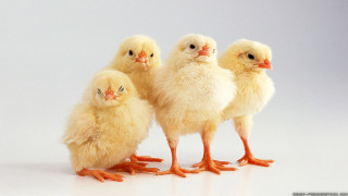 Small chickens white surface group - a white surface free wallpaper