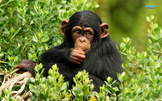 Chimpanzee eating bush wildlife nature - a piece of food free wallpaper