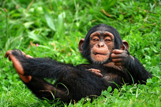 Chimp sitting grass hands chest - alex petruk ape free wallpaper