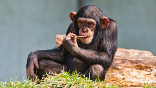 Chimp smoking log serious looking - alex petruk ape free wallpaper