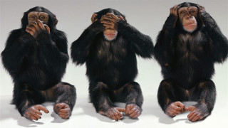 Three chimpanzees sitting ground hands - their face free wallpaper