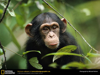 Smiling monkey in tree green - a green leafy background free wallpaper