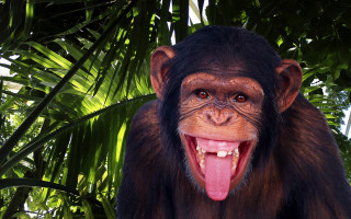 Monkey open mouth tongue green - alex petruk ape free wallpaper