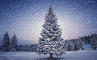 Snow covered pine night stars - naive art free wallpaper for desktop