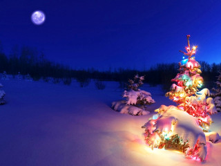 Christmas tree lit snow night 3 - magical free wallpaper for desktop