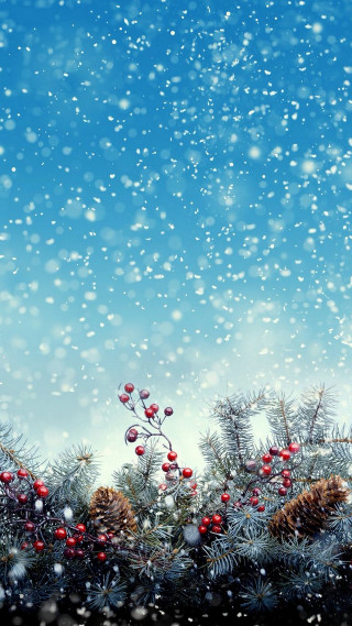 Snowy pine cones berries branch - a tree branch free wallpaper