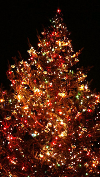Large christmas tree lights night - branch free wallpaper