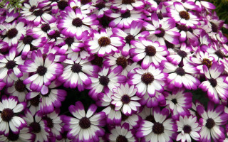 Purple white flowers field grass - a field of grass and dirt free wallpaper