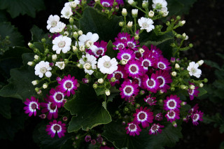 Flowers pot table outside house - outside free wallpaper