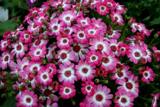 Pink white flowers garden green 3 - flower free wallpaper