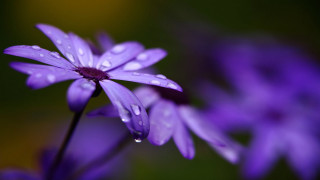 Purple flower water droplets yellow 5 - a purple flower free wallpaper