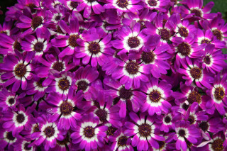 Purple flowers white centers vase - betty merken free wallpaper