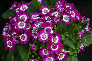 Purple flowers green leaves planter - dark background free wallpaper