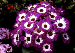 Purple white flowers garden green - green leaf and flowers free wallpaper