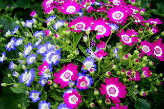 Purple white flowers potted tabletop - a table top free wallpaper