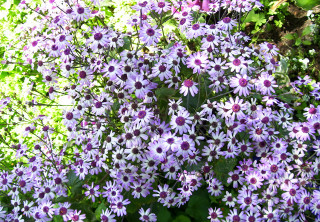 Purple flowers garden green leaves - domirinic fegallia free wallpaper