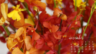 Calendar flowers november date center - afewerk tekle free wallpaper