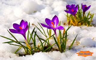Purple flowers growing out of - a caption free wallpaper