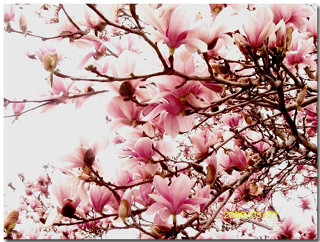 Tree pink flowers sakura blooming - the branch free wallpaper