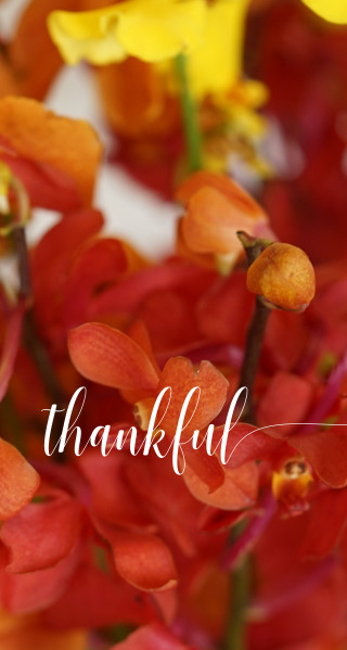 Flowers vase thank you white - elizabeth durack free wallpaper