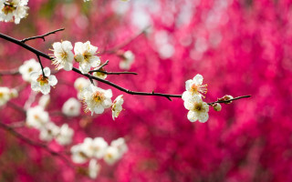 White flowers pink background floral - chang daichien free wallpaper