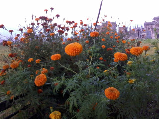 Orange flowers building fence field - afewerk tekle free wallpaper