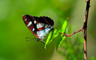 Butterfly green leaf sun sunny - a blurry background free wallpaper for desktop