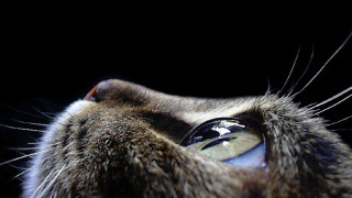 Cat eye reflection macro energy - carlos catasse free wallpaper for desktop
