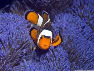Orange white clownfish purple sea 2 - its head free wallpaper