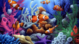 Clown fish coral reef seaweed - a coral reef free wallpaper