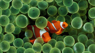 Clown fish hiding sea green 2 - a clown fish free wallpaper