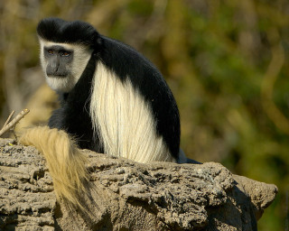 Black white monkey rock tail - alex petruk ape free wallpaper