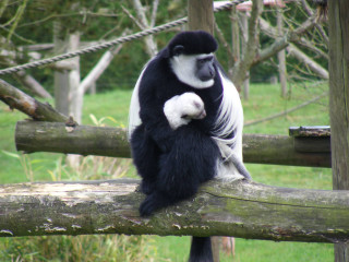 Black white monkey tree branch 3 - grass and trees free wallpaper