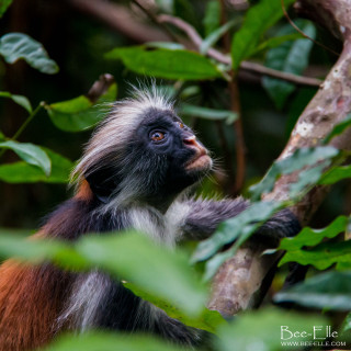 Monkey sitting tree looking up - alex petruk ape free wallpaper