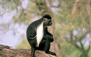 Black white monkey tree branch 2 - alex petruk ape free wallpaper