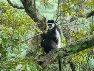 Monkey bw sitting tree forest - alex petruk ape free wallpaper