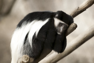 Black white monkey tree branch - alex petruk ape free wallpaper