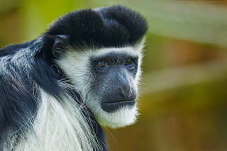 Black white monkey long tail - alex petruk ape free wallpaper