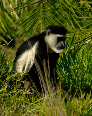 Black white monkey grass tree - alex petruk ape free wallpaper