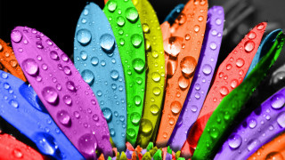 Colorful flower water droplets black 2 - vivid color free wallpaper