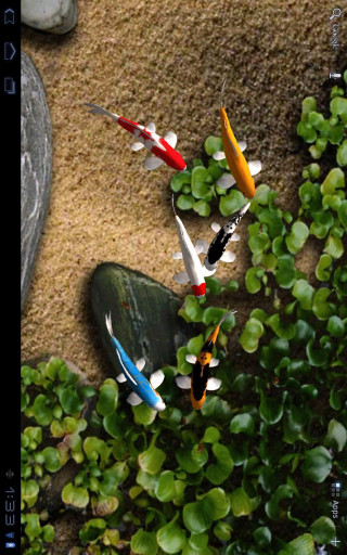 Fish swimming pond rock plants - ecological art free wallpaper